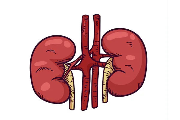 Renal Angioplasty