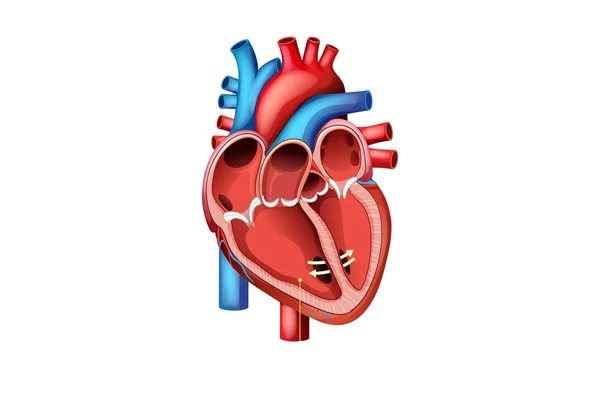 Valvular Heart Disease